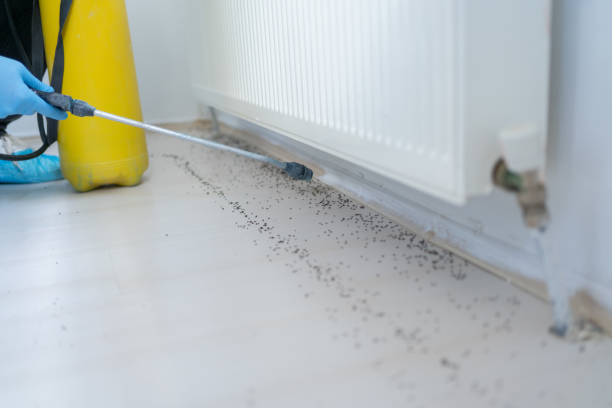 Flea Control Services in Decatur, AL